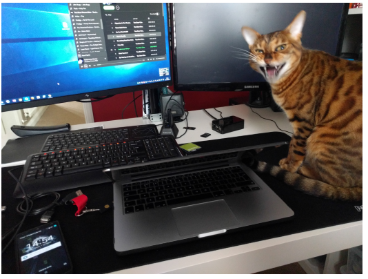 CookieCAt